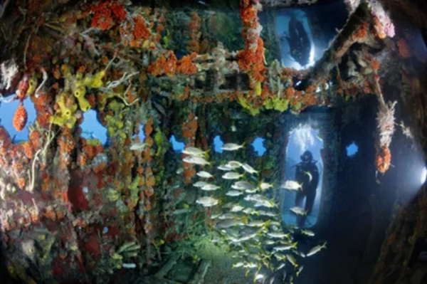 Морський світ усередині «Redbird Reef» - найвідоміший риф з вагона метро. Морской мир внутри «Redbird Reef» - самого известного рифа из вагона метро.