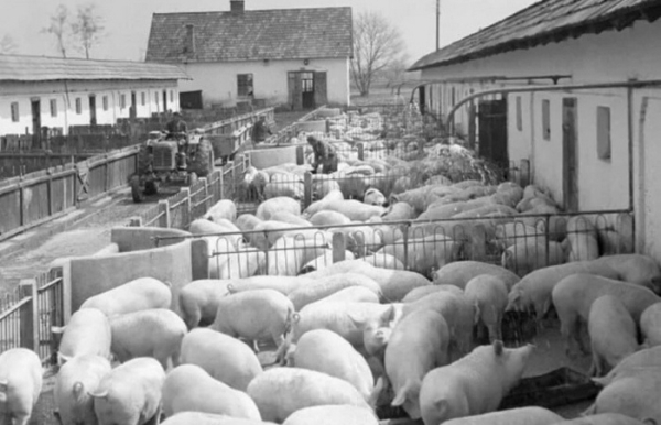 На початку 1940-х у США накопичився надлишок свиней. В начале 1940-х в США скопился избыток свиней.