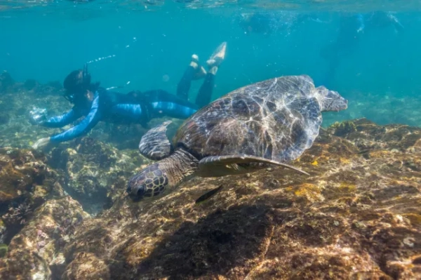 Чоловік плаває під водою з морською черепахою на Галапагоських островах.