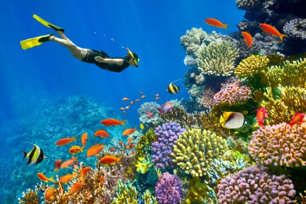 Червоне море, кораловий риф та риби, Шарм-ель-Шейх, Єгипет