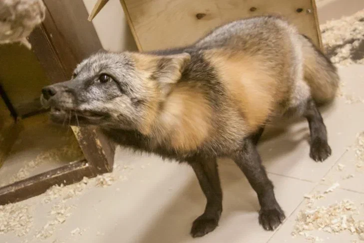 Що робити, якщо лисиця забігла на ділянку: білорусів попередили до Мінприроди Лиса