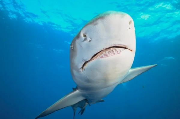 Лимонна акула в океані, сфотографована знизу