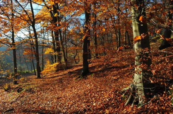 Медонський ліс восени, Франція
