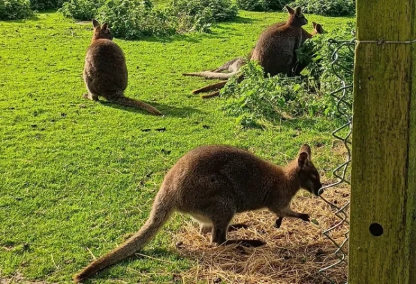 Ферма валабі в Портленді. Фото: Майлз Гуд