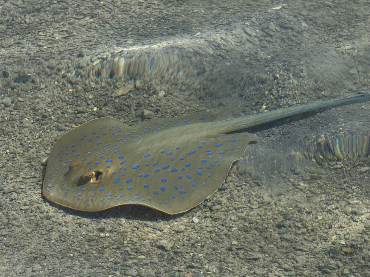 Бюджетний морський відпочинок 2025: куди поїхати українцям
16