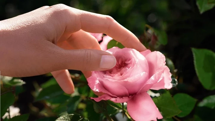 Дев'яносторіччя Lancôme: Київ святкує поважний ювілей французького бренду.
3