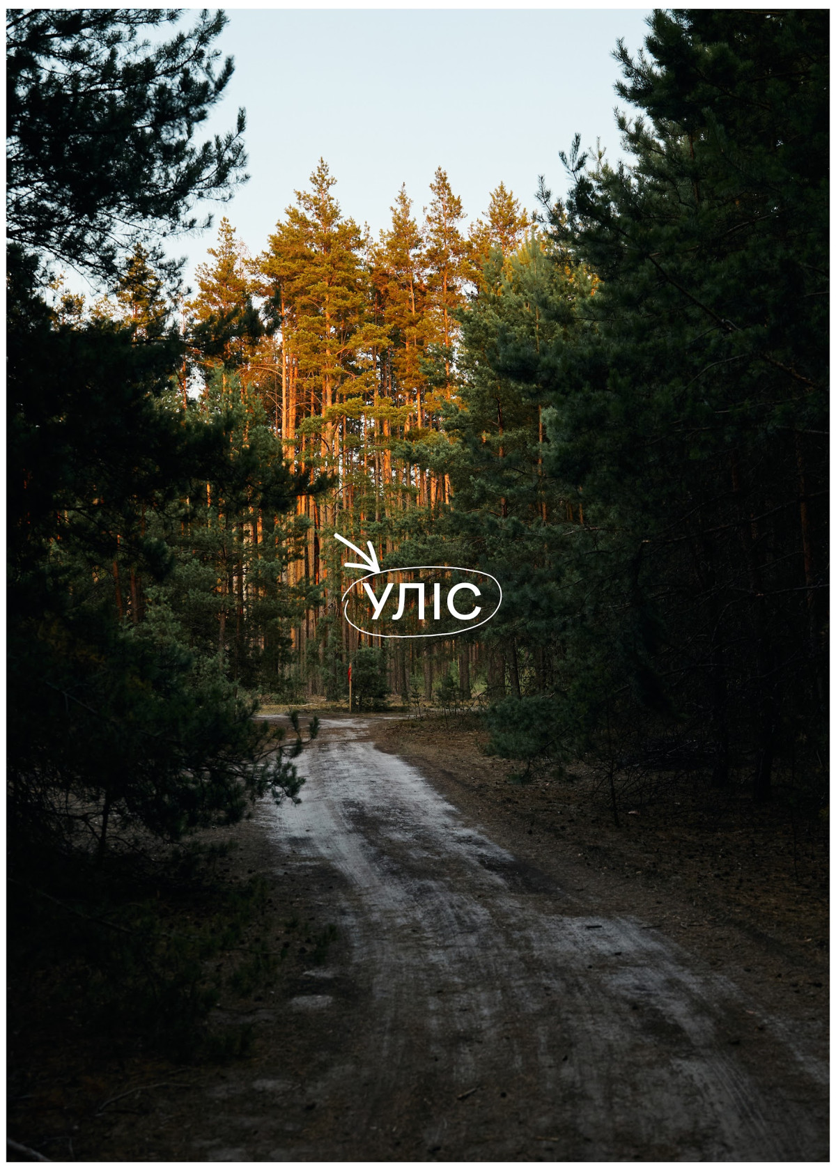 УЛІС презентував івент-майданчик, басейн під відкритим небом та лісові вечері.
36