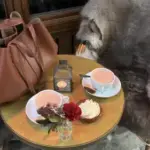 Ця сумка пасує до будь-якого верху, і вона точно потрібна вам взимку 2025/26