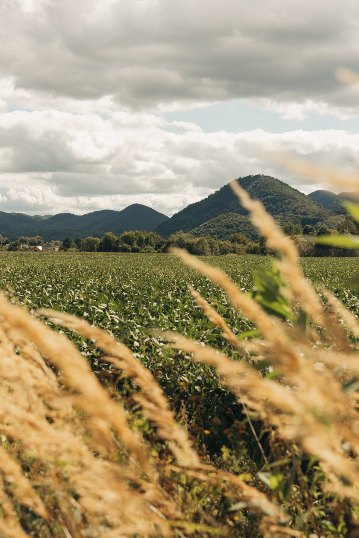 Закарпатський детокс: відродження інтересу до оздоровчих турів
30