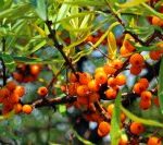 Що це за цар-ягода і як її заготовити на зиму?