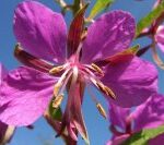 З чого готували цілющий російський чай?