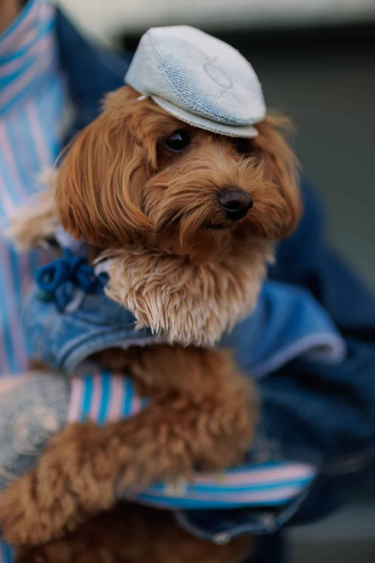 Вуличний стиль: образи гостей на відкритті Українського тижня моди осінь-зима 2026/27
15