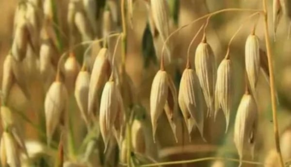 Хліб – усьому голова? Ломота четверта. Овес: все, крім історії!