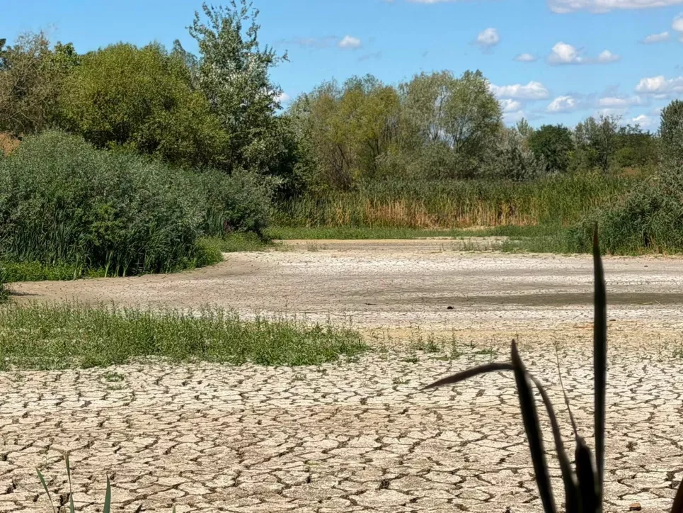 В Ужгороді висохло Чорне озеро: унікальна екосистема опинилася під загрозою знищення1