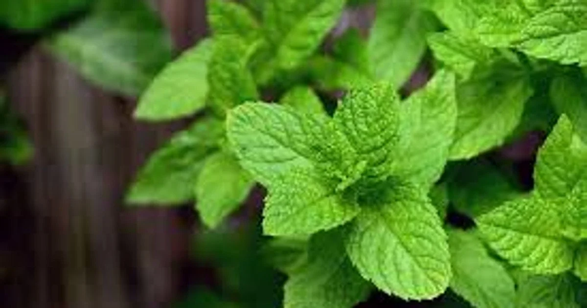 М’ята на зиму