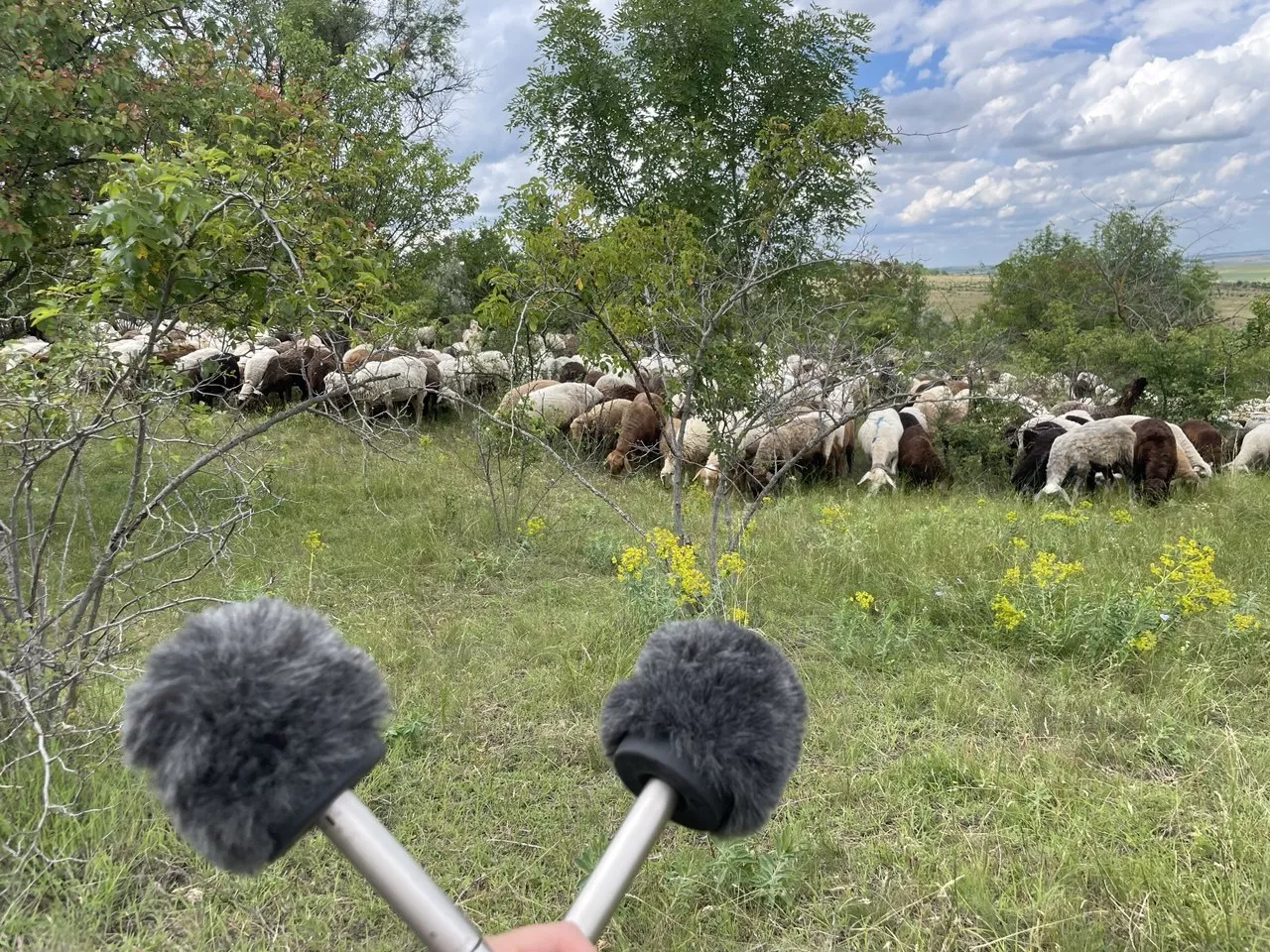 20 хвилин у справжньому степу: у Києві триває незвичайна інклюзивна виставка3