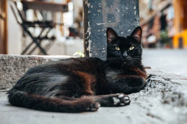 17 серпня Міжнародний день чорного кота / © pexels.com