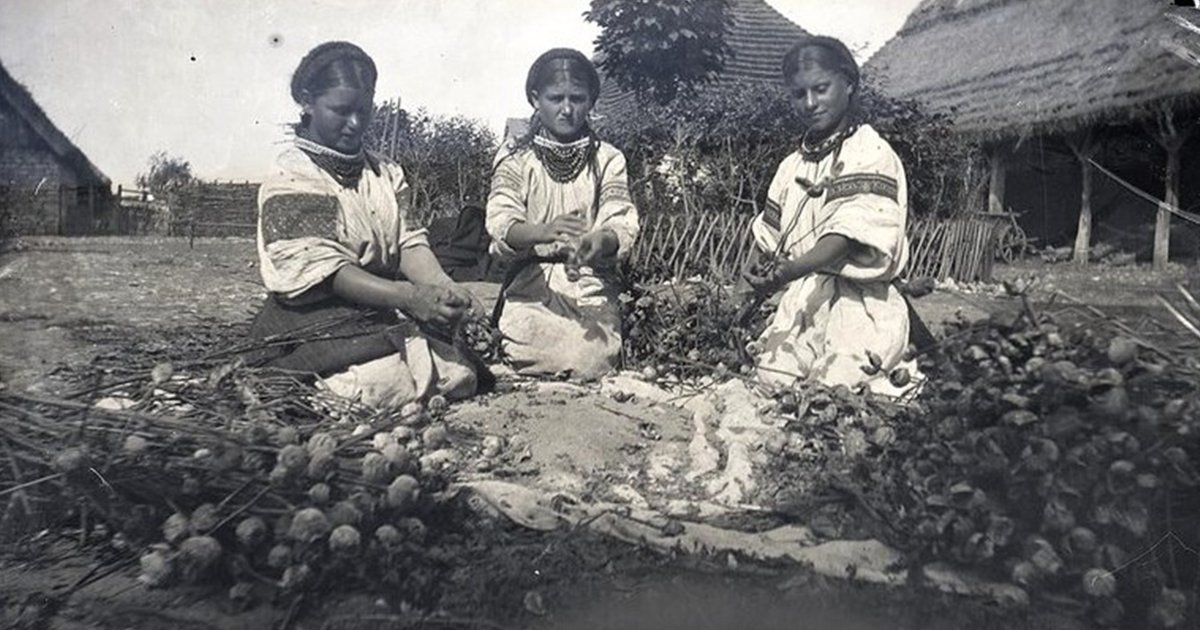 Макуха, молоко, шулики. Мак у харчуванні українців1