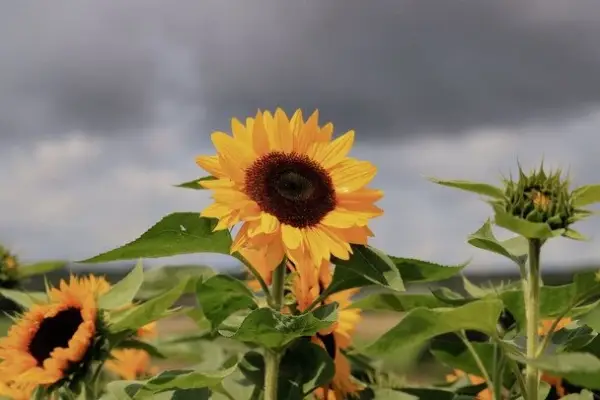 Народні прикмети 11 серпня