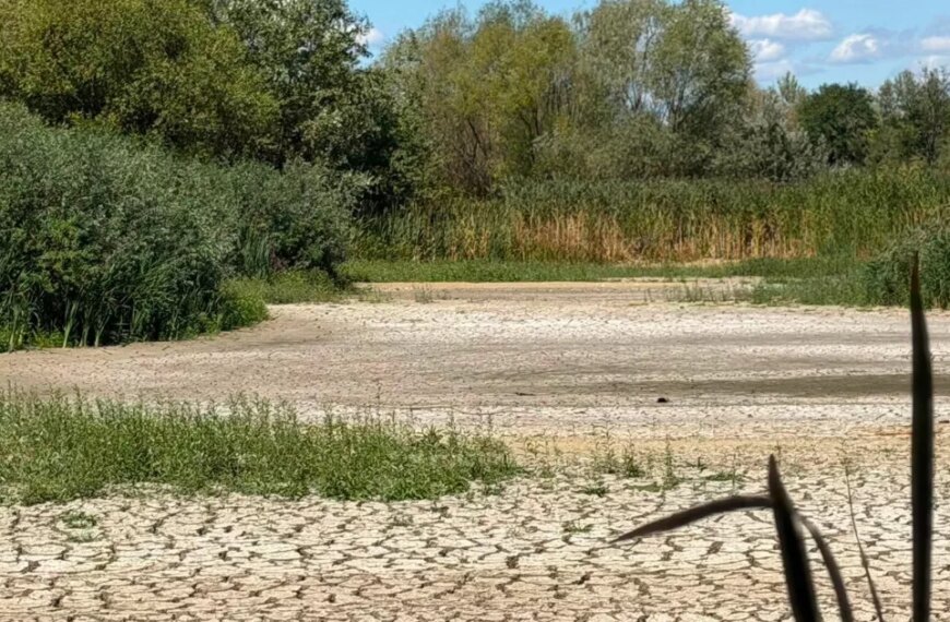 Чорне озеро на Ужгородщині майже висохло: унікальна екосистема потребує порятунку