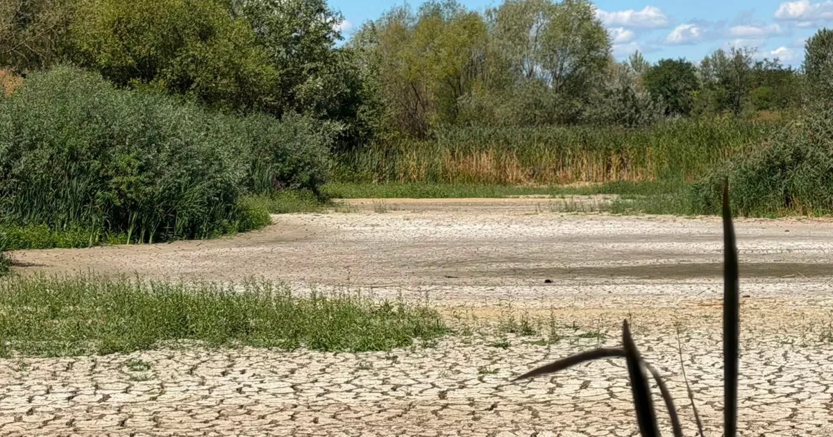 В Ужгороді висохло Чорне озеро: унікальна екосистема опинилася під загрозою знищення0